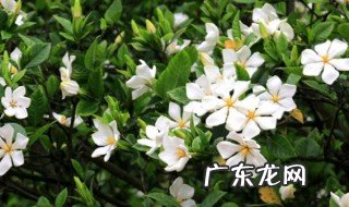 放家里什么花最香又好养 放家里什么花最香