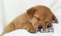 狗狗可不可以吃鳝鱼 狗狗可不可以吃鳝鱼干