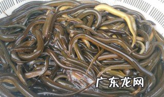 经常梦见鳝鱼是怎么回事 做梦老是梦到黄鳝