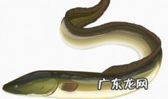 什么季节适合吃鳝鱼 几月份可以吃鳝鱼