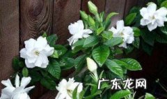 栀子花的功效与作用 栀子花的功效与作用及禁忌