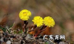 款冬花的功效与作用及禁忌 款冬花的功效与作用
