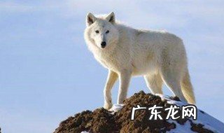 北极狼的毛一年四季都是白色的吗 北极狼的毛一年四季都是白色的吗为什么