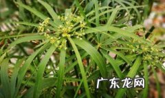 风车草可以放屋里吗 风车草可以放家里养吗