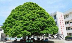香樟树的叶子为什么发黄? 香樟树的叶子为什么发黄的原因