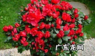 长寿花放家里哪里合适 长寿花放在家里吉祥吗