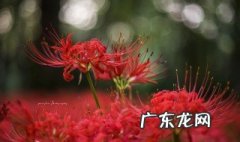 彼岸花是黄泉路上的花吗 彼岸花是黄泉花吗