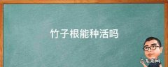 竹子根能种活吗 竹根怎么能种活