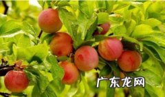 李子怎么保存时间长不会坏 李子怎么保存时间长