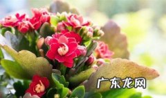 家里要放什么花才好看 家里应该放什么花好