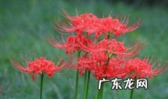 彼岸花有什么意义? 彼岸花有何意义