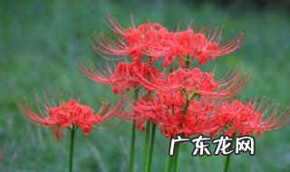 彼岸花有什么意义? 彼岸花有何意义