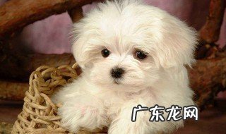 比熊三个月怎么喂养 比熊三个月怎么喂养不会长得太大