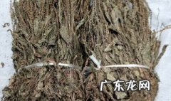 车前草鸡能吃吗 鸡能不能吃车前草