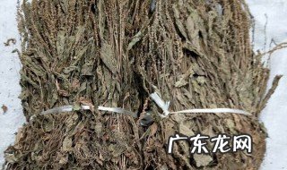 车前草鸡能吃吗 鸡能不能吃车前草