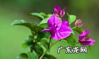 叶子花的繁殖方法和注意事项 叶子花的繁殖方法