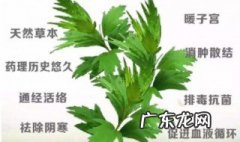 艾叶又苦又涩怎么吃 艾叶又苦又涩怎么吃效果好