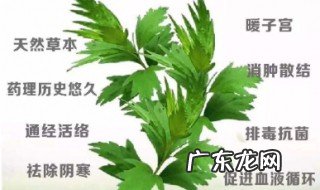 艾叶又苦又涩怎么吃 艾叶又苦又涩怎么吃效果好