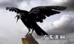 下午听见乌鸦叫预示什么 下午听见乌鸦叫代表什么