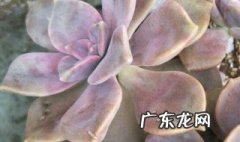 紫乐夏天怎么养 夏天买紫乐能养活吗