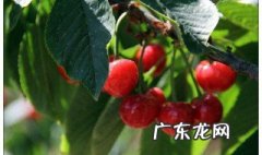 樱桃半熟怎么吃好吃 樱桃半熟怎么吃