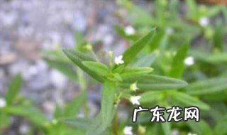 白花蛇舌草的功效与作用主要治什么病 白花蛇舌草的功效与作用