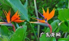 天堂鸟放家里风水好吗 天堂鸟放在家里风水好吗?