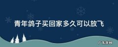青年鸽子买回家多久可以开家 青年鸽子买回家多久可以放飞