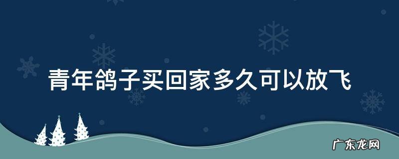 青年鸽子买回家多久可以开家 青年鸽子买回家多久可以放飞