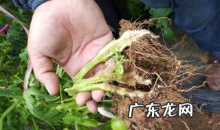 土壤里的白色蠕动细虫 怎么灭土壤里的白线虫