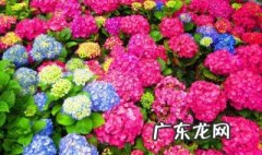 绣球花适合的环境 绣球花对环境的要求