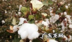 棉花适合在什么地方种植 棉花适合在什么地种植