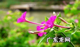 紫茉莉几到几月开花 紫茉莉什么时候开花(在一天之内