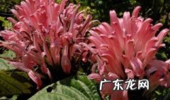 珊瑚花的养殖方法和注意事项 绿珊瑚的养殖方法和注意事项