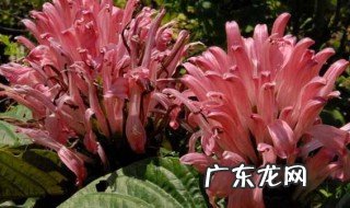 珊瑚花的养殖方法和注意事项 绿珊瑚的养殖方法和注意事项