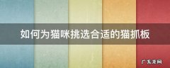 如何为猫咪挑选合适的猫抓板 猫抓板放在哪里比较好