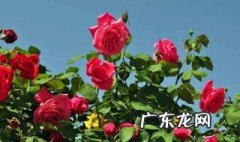 鸡羊粪适合在月季什么阶段施 鸡粪和羊粪哪个对月季