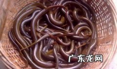 野生鳝鱼什么时候出洞 野生黄鳝什么时候出洞觅食