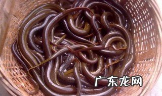 野生鳝鱼什么时候出洞 野生黄鳝什么时候出洞觅食