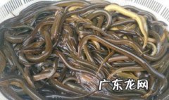 怎么识别黄鳝洞口 怎么判断鳝鱼洞