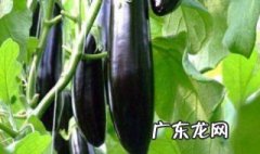炖面茄子怎么做好吃窍门 炖面茄子怎么做好吃
