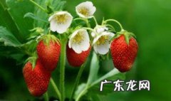 芋头能不能和草莓一起吃 芋头能不能和草莓一起吃呀