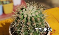 仙人球摆放在家里什么位置好 仙人球放家里哪个位置比较好