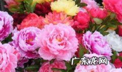 牡丹花适合在室内养殖吗 牡丹花为什么不能进家