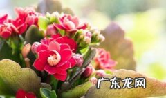 长寿花放家里风水好不好 长寿花放家里好吗