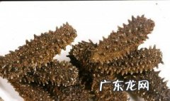 新鲜海参冷冻保存方法图片 新鲜海参冷冻保存方法