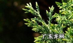刺柏家里能放吗 刺柏能放家里吗?