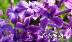紫丁香能放家里吗 紫丁香能放家里吗风水好吗