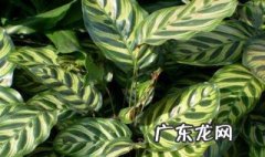 孔雀竹芋放哪里合适 孔雀竹芋适合放家里吗