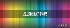 龙须树好养吗 龙须树好养吗可以晒太阳吗